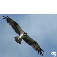 گونه عقاب ماهیگیر Osprey